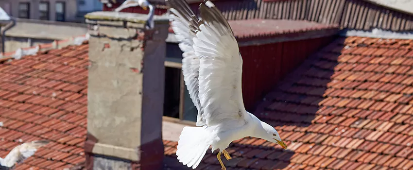 Residential Chimney Animal Removal Solution in Live Oak, CA